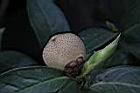 紅皮糙果茶-實09.JPG