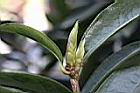 紅皮糙果茶-葉芽00.JPG