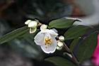 細尖連蕊茶-花07.JPG