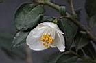 細尖連蕊茶-花15.JPG