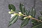 細尖連蕊茶-花苞02.JPG
