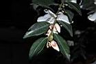 細尖連蕊茶-花苞08.JPG