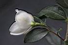 細尖連蕊茶-花萼02.JPG