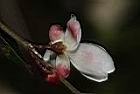 細葉連蕊茶-花萼02.JPG