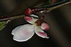 細葉連蕊茶-花萼03.JPG