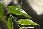 細葉連蕊茶-葉01.JPG