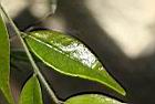 細葉連蕊茶-葉04.JPG