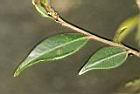 細葉連蕊茶-葉06.JPG