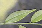 細葉連蕊茶-葉背06.JPG