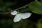 能高山茶-花24.JPG