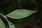 能高山茶-葉背01.JPG