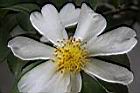 茶梅-花蕊00.JPG