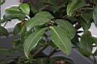 茶梅-葉00.JPG