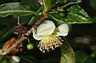 茶花4.JPG