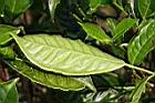 茶葉6.JPG