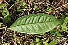 茶葉7.JPG
