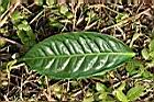 茶葉8.JPG