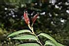 薄葉金花茶-幼葉00.JPG