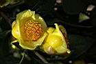 薄葉金花茶-花02.JPG