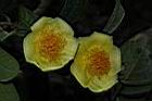 薄葉金花茶-花07.JPG