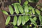 薄葉金花茶-葉序02.JPG