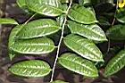 薄葉金花茶-葉序03.JPG