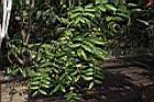 薄葉金花茶02.JPG