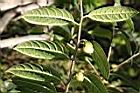 薄葉金花茶06.JPG