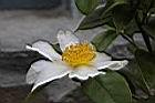 越南油茶-花01.JPG