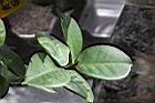 越南油茶-葉02.JPG