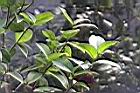 越南油茶07.JPG
