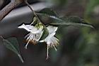 連蕊茶-花07.JPG