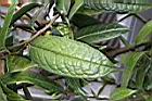 金花茶-葉正01.JPG