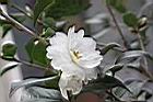 長瓣短柱茶-花01.JPG