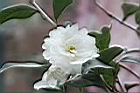 長瓣短柱茶-花03.JPG
