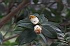 長瓣短柱茶-花苞01.JPG