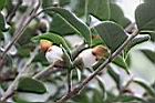 長瓣短柱茶-花苞02.JPG