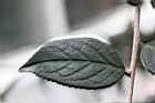 長瓣短柱茶-葉02.JPG