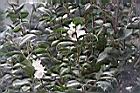 長瓣短柱茶05.JPG