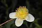 阿薩姆茶-花06.JPG