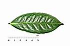 阿薩姆茶-葉正00.JPG