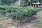 阿薩姆茶01.JPG