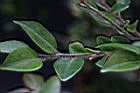 阿里山茶-枝毛01.JPG