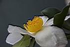 高州油茶-花02.JPG