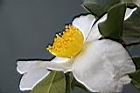 高州油茶-花03.JPG