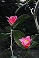鳳凰山茶-花03.JPG