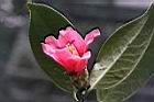 鳳凰山茶-花22.JPG