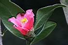 鳳凰山茶-花32.JPG