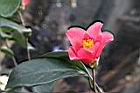 鳳凰山茶-花35.JPG