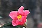 鳳凰山茶-花37.JPG